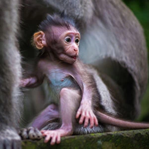 Fine Art Photography Collection: Monkey Forest, ( Bali)