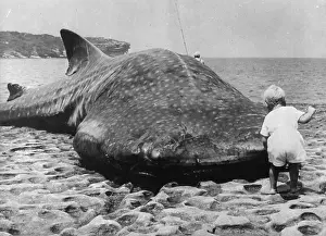 Monster Shark