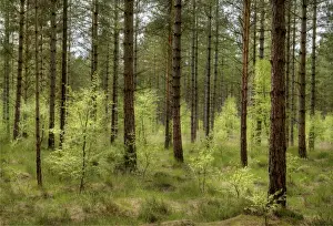 Woodland Prints: Moors Valley forest