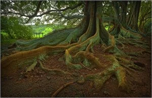 Images Dated 27th August 2011: The Moreton Bay fig-trees that line New Farm road on Norfolk Island