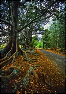 South Pacific Prints: The Moreton Bay fig-trees that line New Farm road on Norfolk Island