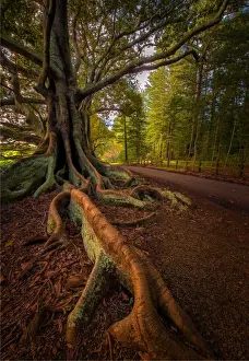 South Pacific Prints: The Moreton Bay fig-trees that line New Farm road on Norfolk Island