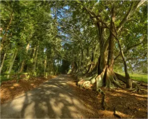 South Pacific Prints: The Moreton Bay fig-trees that line New Farm road on Norfolk Island