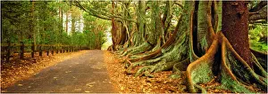 South Pacific Prints: The Moreton Bay fig-trees that line New Farm road on Norfolk Island