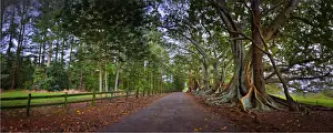 The Moreton Bay fig-trees that line New Farm road on Norfolk Island
