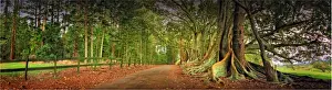 South Pacific Prints: The Moreton Bay fig-trees that line New Farm road on Norfolk Island