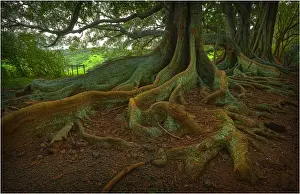 The Moreton Bay fig-trees that line New Farm road on Norfolk Island