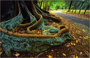 South Pacific Prints: The Moreton Bay fig-trees that line New Farm road on Norfolk Island