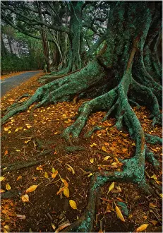 South Pacific Prints: The Moreton Bay fig-trees that line New Farm road on Norfolk Island