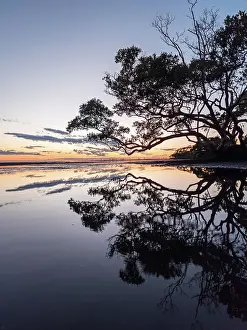 Prints of Moreton Bay morning Mitchell Pettigrew Photography Prints: Tree
