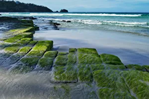 Moss covered rock formation at beach, Tessellated Pavement, Tasmania Moss covered rock formation at beach, Tessellated Pavement, Tasmania
