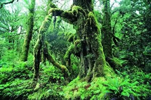 Natphotos Collection: Moss covered tree, West Coast, South Island, New Zealand