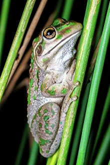 Animal Puzzles Collection: Motorbike Frog (Litoria moorei)