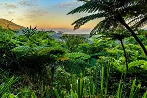 Tropical Climate Prints: Mount Alexandra Lookout at Daintree rainforest