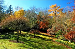 Deciduous Tree Prints: Mount Macedon in the Autumn, Victoria, Australia