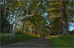 South Pacific Prints: The Mount Pitt Road, Norfolk Island
