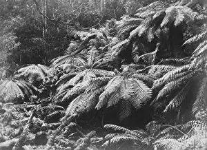 : Mount Wellington