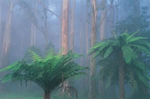 Natphotos Collection: Mountain Ash and Fern Trees, Dandenongs, Victoria, Australia
