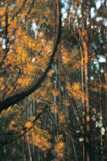 Images Dated 16th October 2013: Mountain Ash, Tarra Bulga National Park, Victoria, Australia