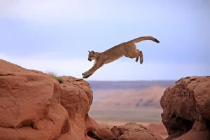 Naturfotografie & Sohns Wildlife Photography Collection: Mountain lion