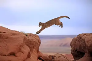 Alertness Prints: Mountain lion