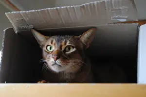 Cat Prints: We re moving