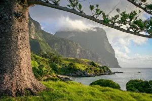 <b class=qtipBold><figcaption>Mt Gower, Lord Howe Island</figcaption></b><br>A view of Mt Gower, Lord Howe Island framed by the branches of a Norfolk Pine tree Mt Gower, Lord Howe Island