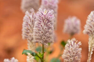 Beautiful Australian Wildflowers Collection: Mulla Mulla, Australia