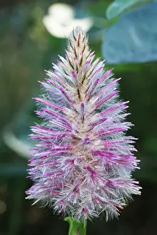 Robbie Goodall Photography Prints: Mulla Mulla - Ptilotus exaltus