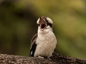 Kookaburras Collection: Mum... I am hungry! A Juvenile Kookaburra is calling for its Mother