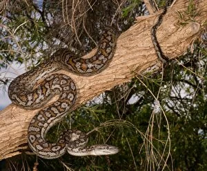 Images Dated 19th November 2014: Murray Darling Carpet Python