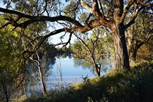 Murray River