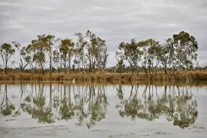 Murray River at sunset