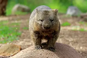 Nacktnasenwombat, (Vombatus ursinus)