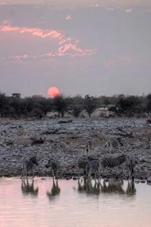 Images Dated 26th August 2012: Namibian safari waterhole zebras and sunset