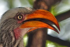 Images Dated 26th August 2012: Namibian yellow billed hornbill close up