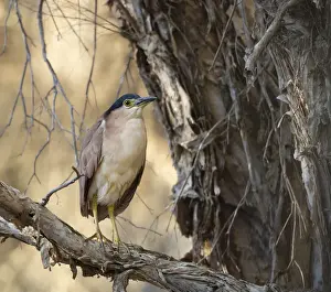 Lea Scaddan Prints: Nankeen Night Heron