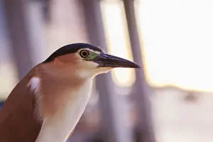 Nankeen night heron at sunset