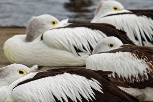 Pelican Collection: Nap Time