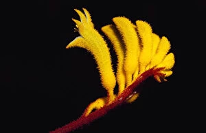 Beautiful Australian Wildflowers Collection: Naracoorte Caves, South Australia, Australia