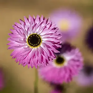 Native everlasting daisies or Paper daisies - Perth Western Australia