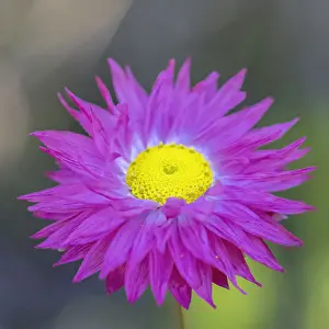 Flower Prints: Native everlasting daisies or Paper daisies - Perth Western Australia