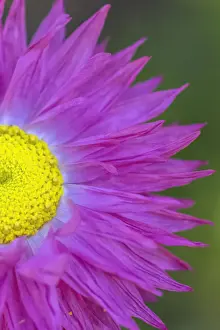 Native everlasting daisies or Paper daisies - Perth Western Australia