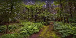 Natural temperate rainforest with Palms and tree-ferns, located on the Idyllic Norfolk Island in the Pacific Ocean