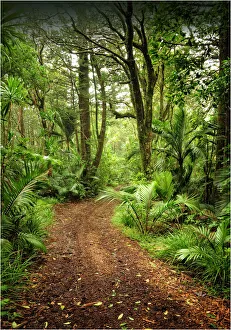 Natural temperate rainforest with Palms and tree-ferns, located on the Idyllic Norfolk Natural temperate rainforest with Palms and tree-ferns, located on the Idyllic Norfolk