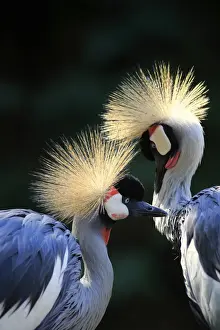 Naturfotografie & Sohns Wildlife Photography