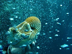 Fine Art Photography Collection: Nautilus of Palau
