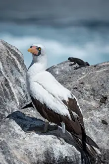 Nazca or Masked Booby, Espanola Island, GalAapagos