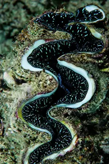 Great Barrier Reef Prints: Neon blue markings on the curved lips of a Fluted Giant Clam on a reef