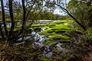 South West Cape Prints: New Falls Creek at New Harbor, South West Cape track, Southwest Tasmania